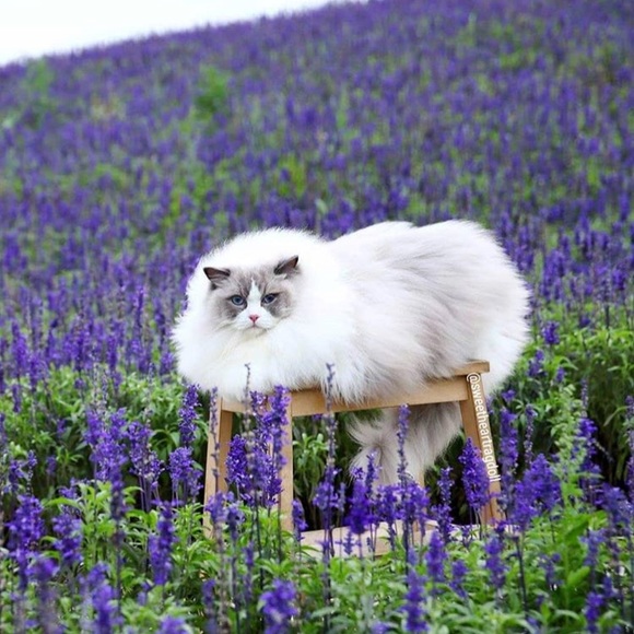 Meet your Posher, Atessa - Picture 2 of 5